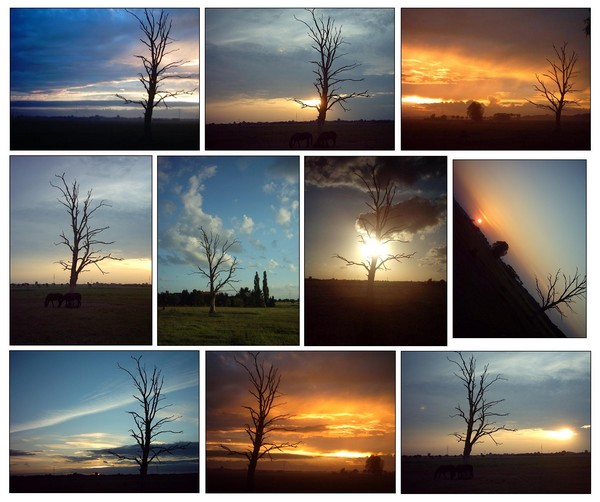 If a tree could tell a Story ...