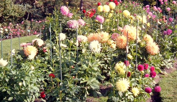 Carpet of Flowers