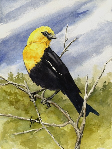 Yellow Headed Blackbird