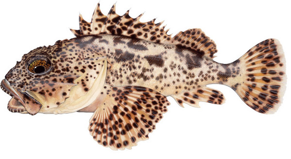 Scorpionfish
