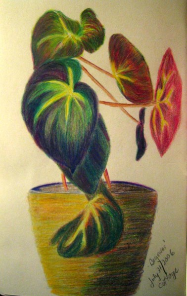 Begonia