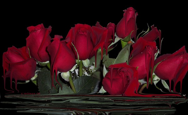 Blood Red Roses