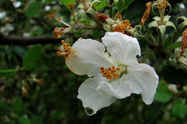 Apple Blossom 2
