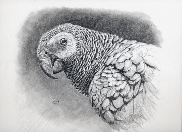 AFRICAN GREY PARROT