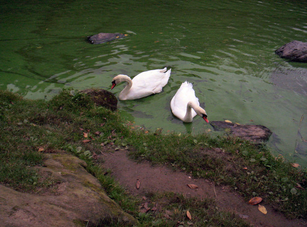 Swans at Central Park Lake