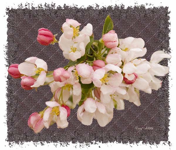 Crab apple Blossom
