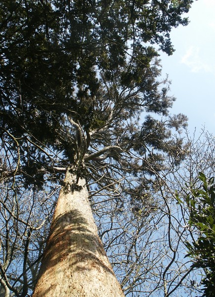 Tall Tree