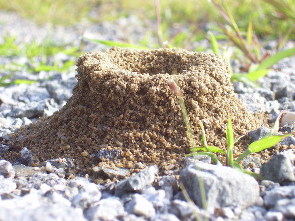 Ant Hill