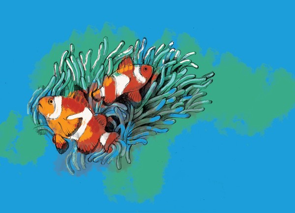 clown fish and sea annemone