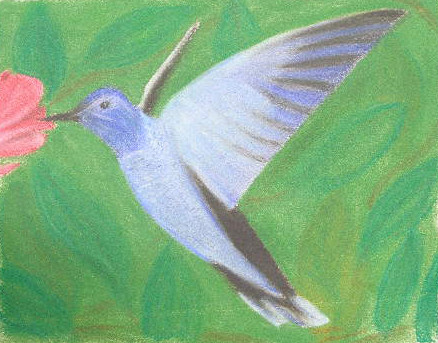 Hummingbird