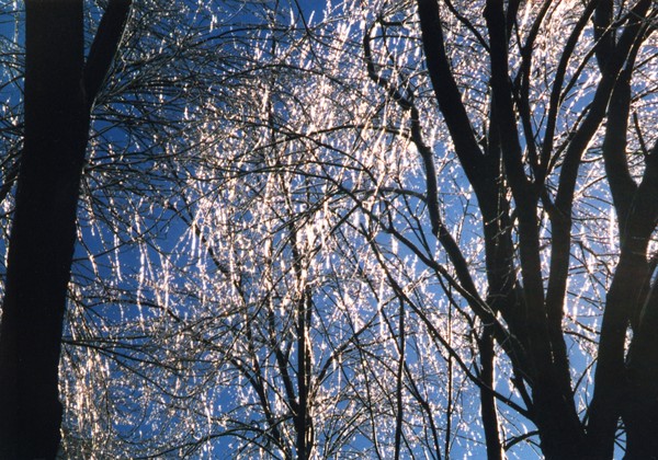 Ice Storm Aftermath