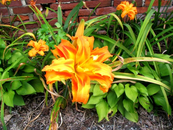 Aunt Sissie's Lillies
