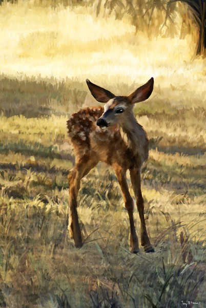 Fawn