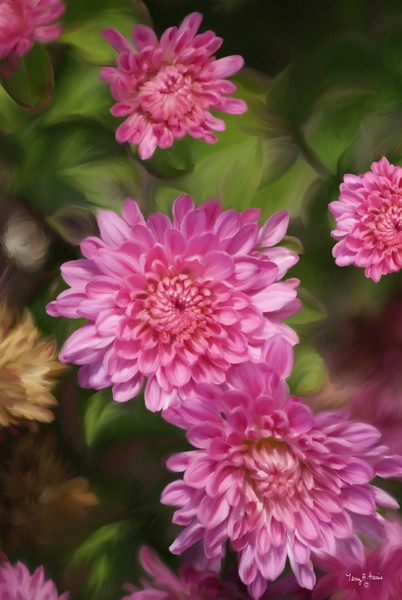 Autumn Garden Beauties