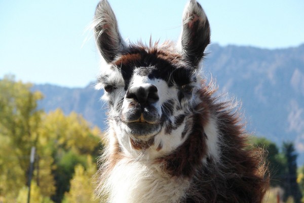 Handsome Llama