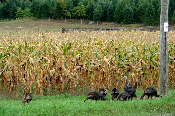 Wild Turkeys