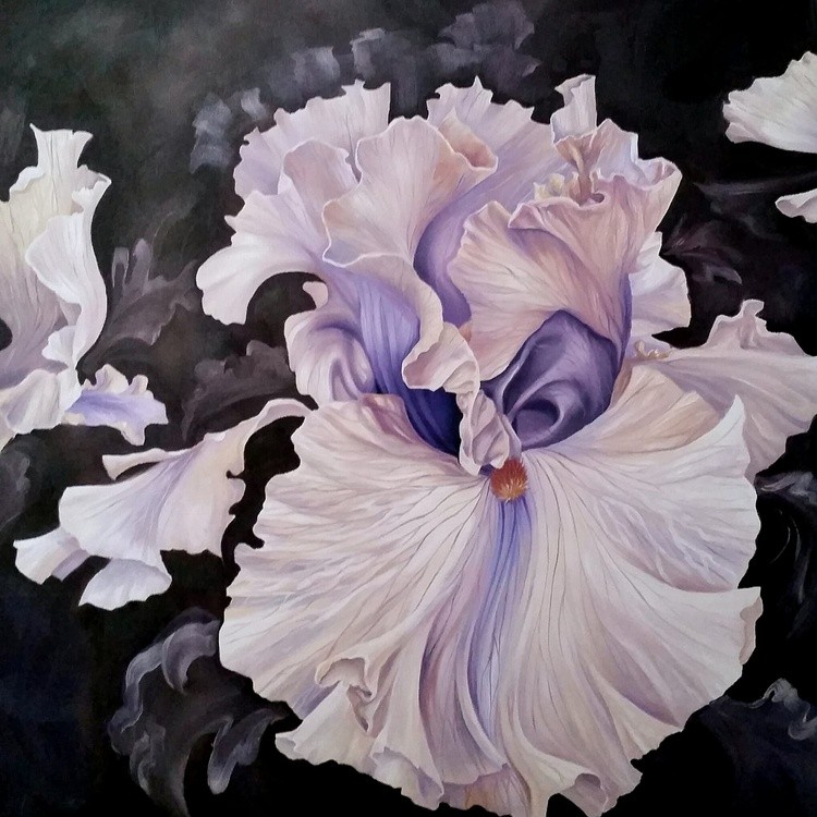 My bearded Iris