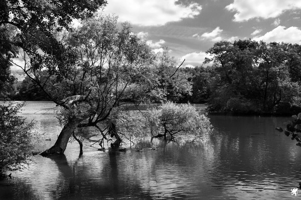 SINKING TREE