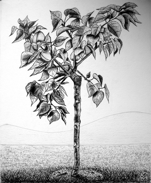 Apricot Tree