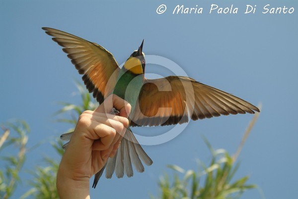 Ready to fly