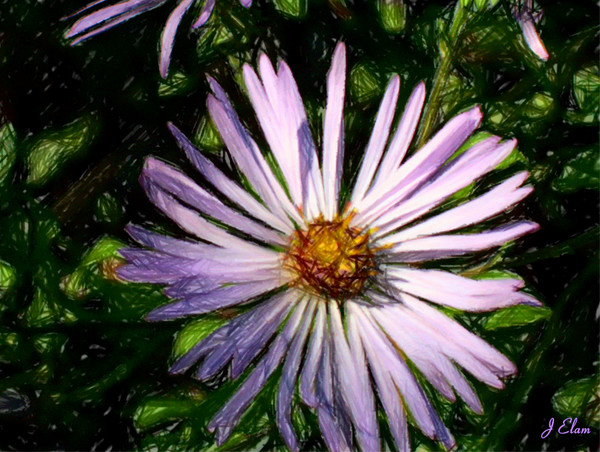 Flower 12