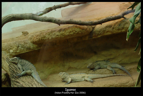 Iguanas