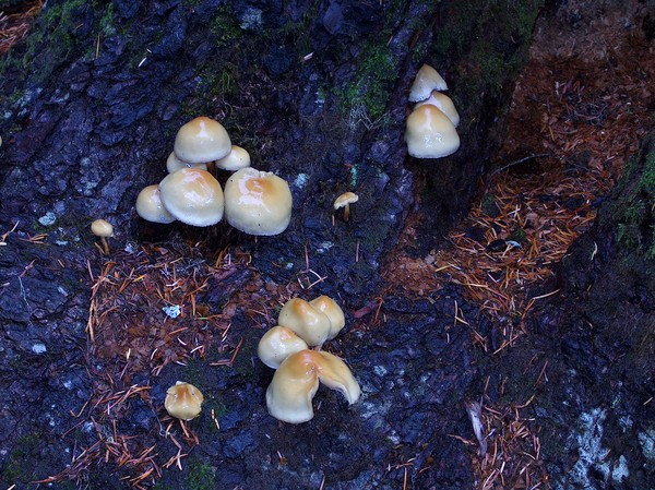 Black and White Mushrooms