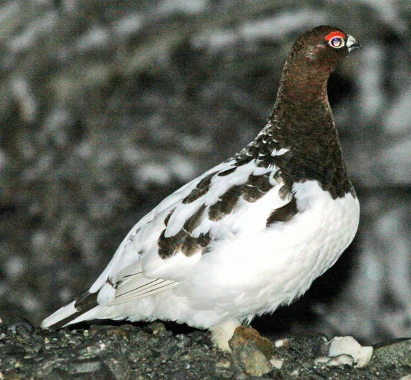 Tundra Chicken