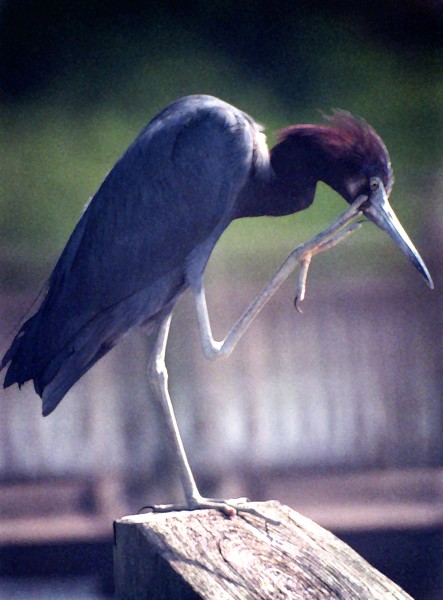 The Blue Heron Itch