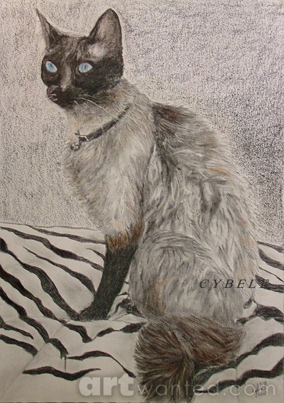 Siamese Cat