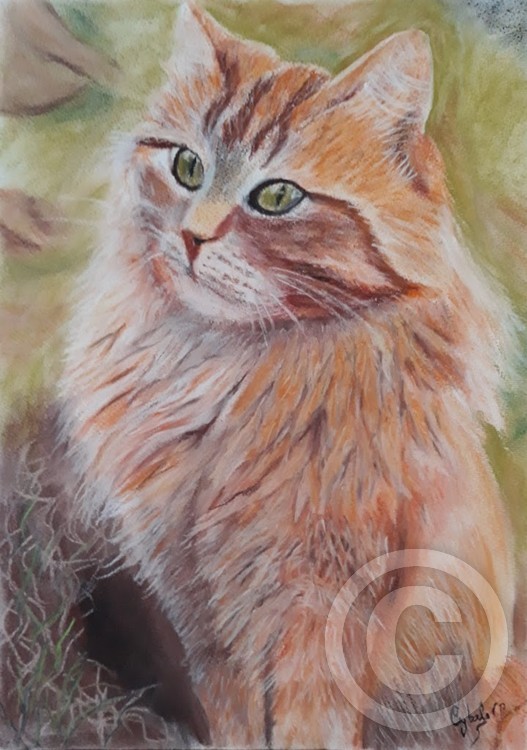 Orange Cat