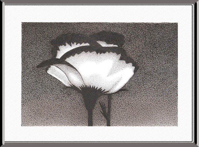 Flor em branco e preto