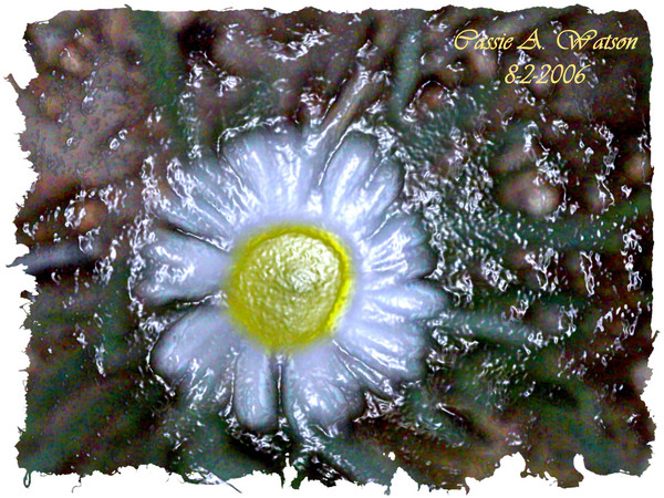 Little White Daisy