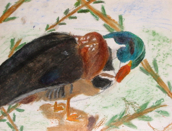 Wood Duck