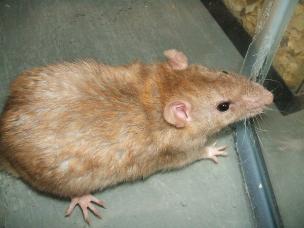 Ezekiel at the Pet Store