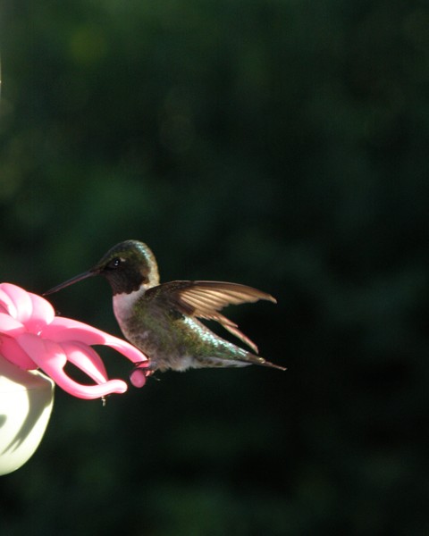 Having a Stretch at the Feeder