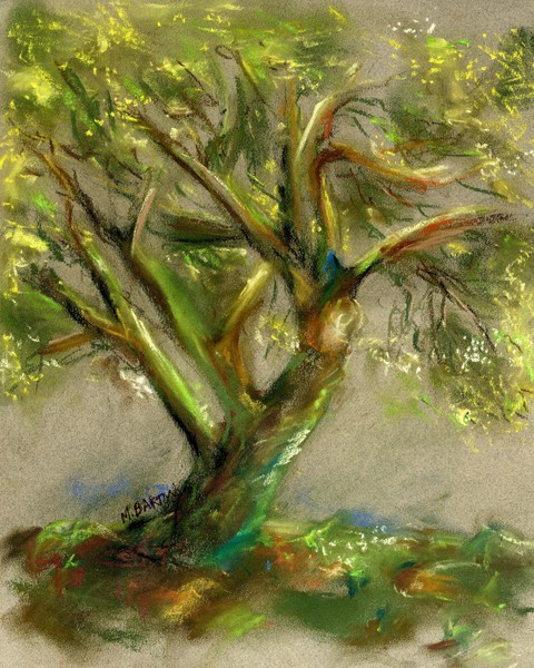 Palo Verde
