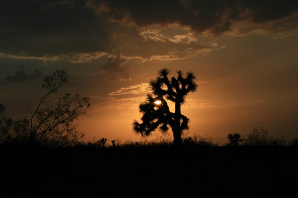 A Desert Setting #3