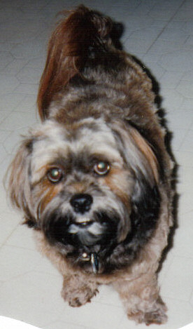 Puppy Dog Eyes