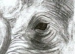 Rhino 
