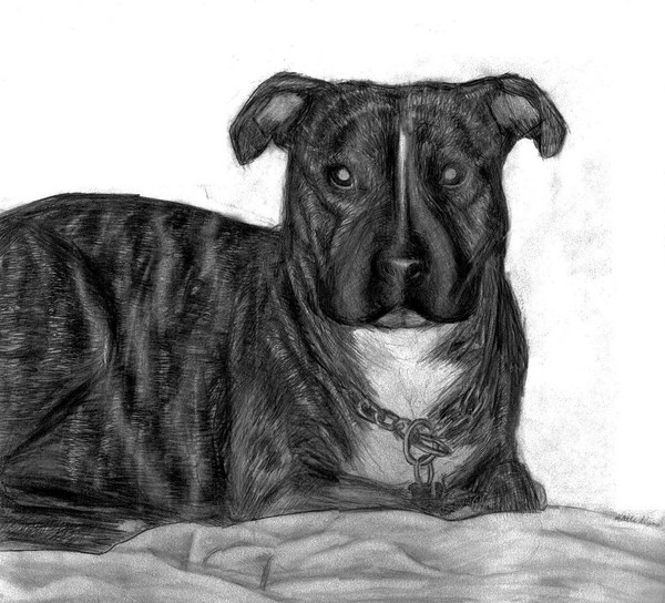 Spencer-puppy