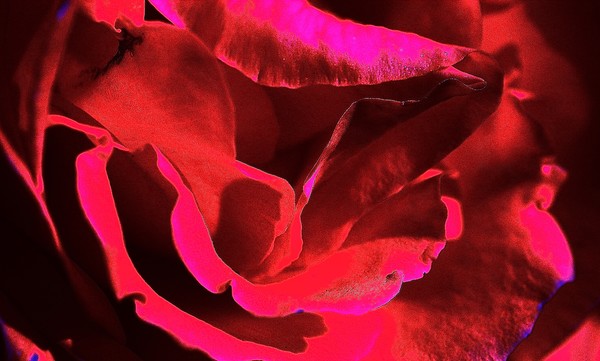 Folding Petals
