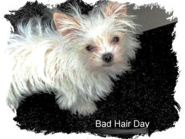 Bad Hair Day