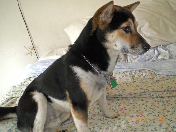 Sammy on the Bed.
