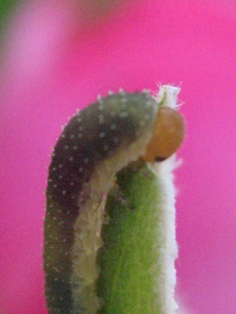 eaten rose