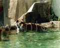 Tiger swim