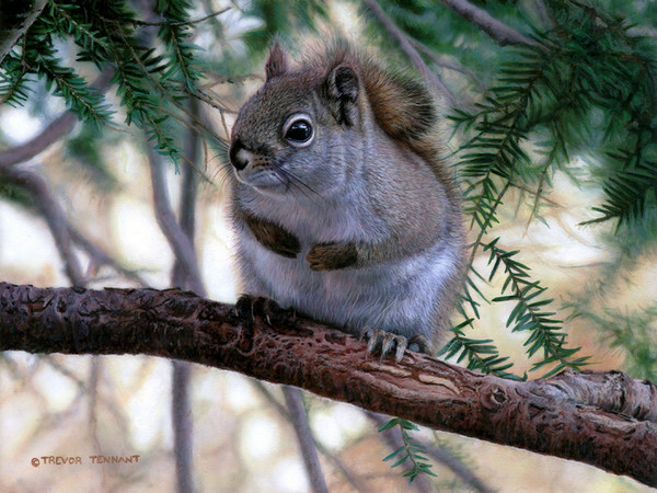Out on a Limb