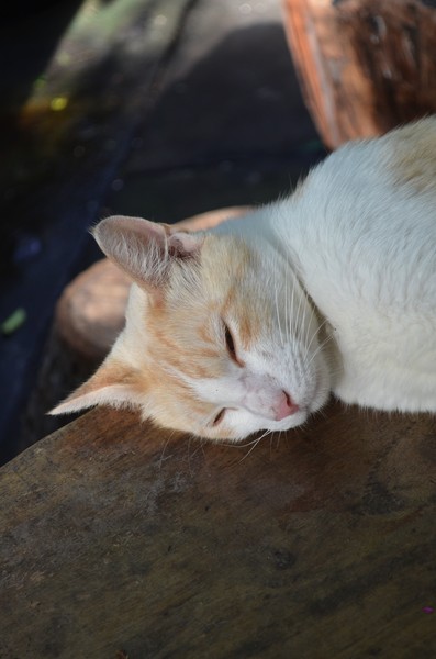 The New Kitty On The Block