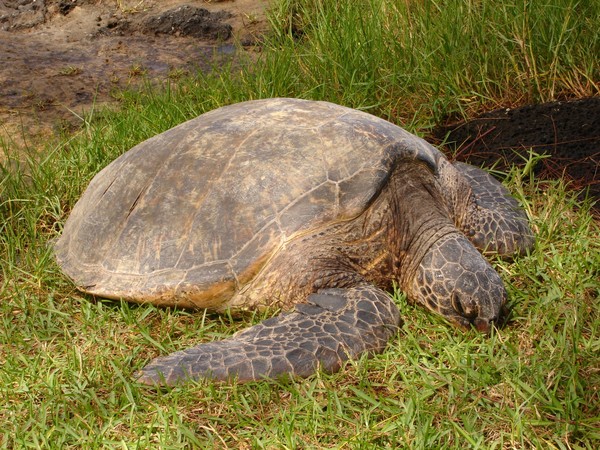 Turtles 0023