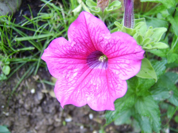 flowers in our garden